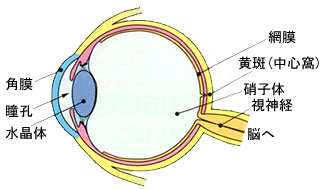 眼球の基本構造写真